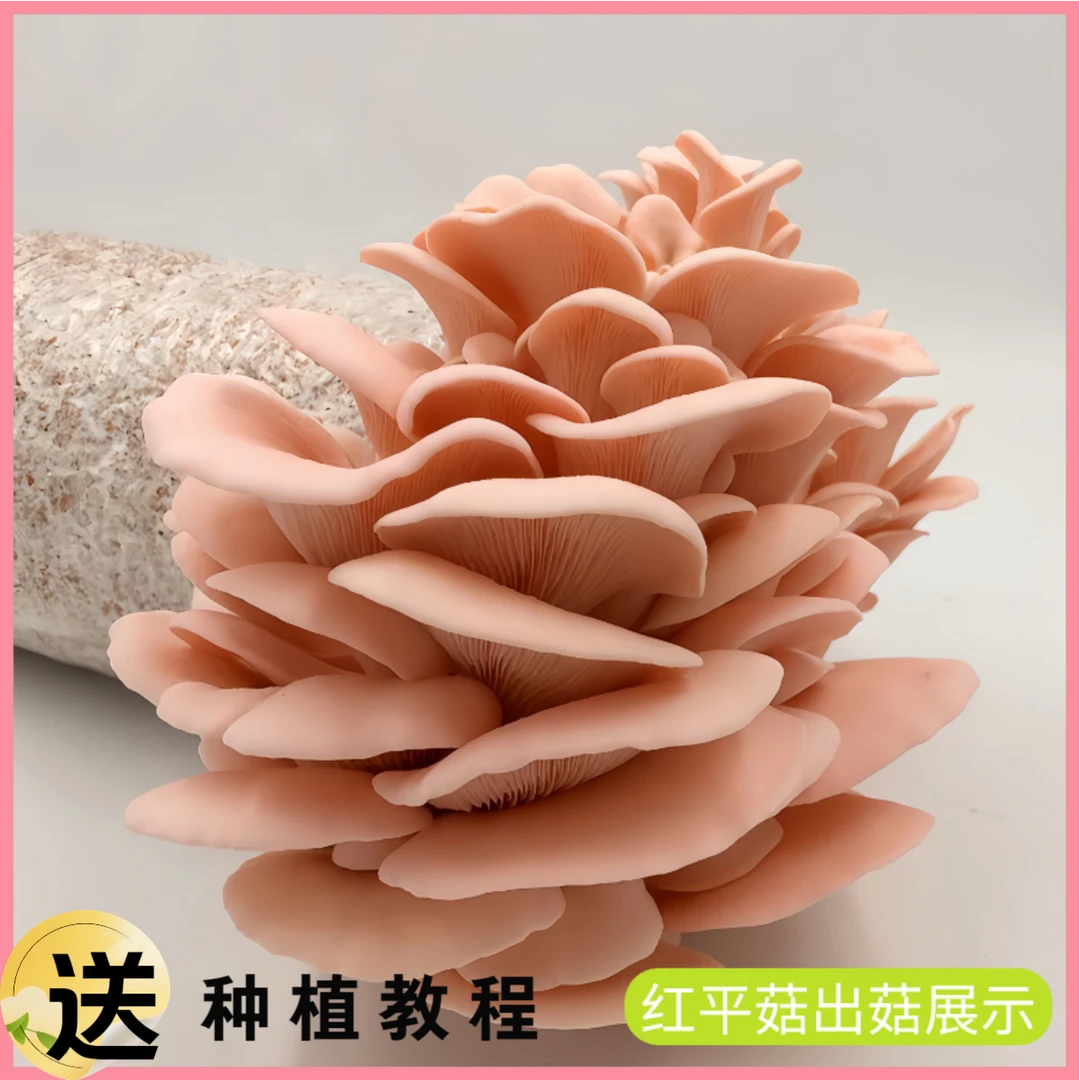红平菇三级菌种蘑菇平菇玉米芯专用