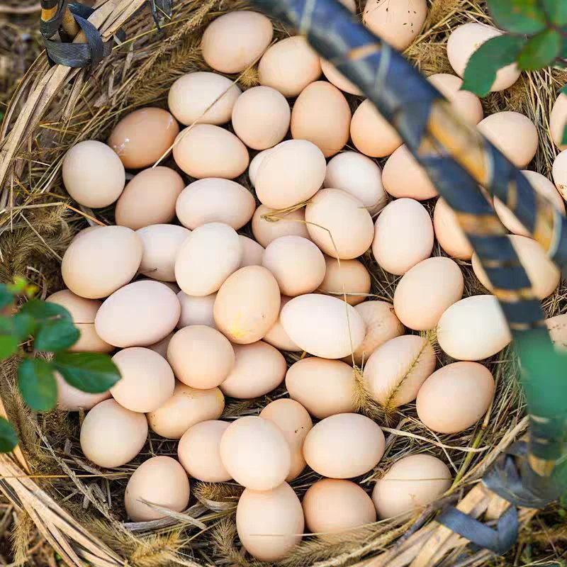 苏北大瑭农家鸡蛋