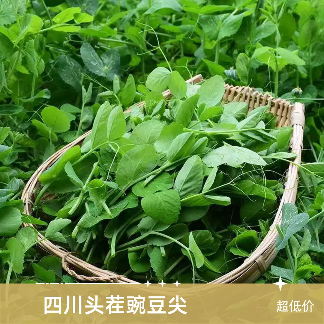 四川豌豆尖豌豆苗时令新鲜蔬菜现掐现发豌豆尖