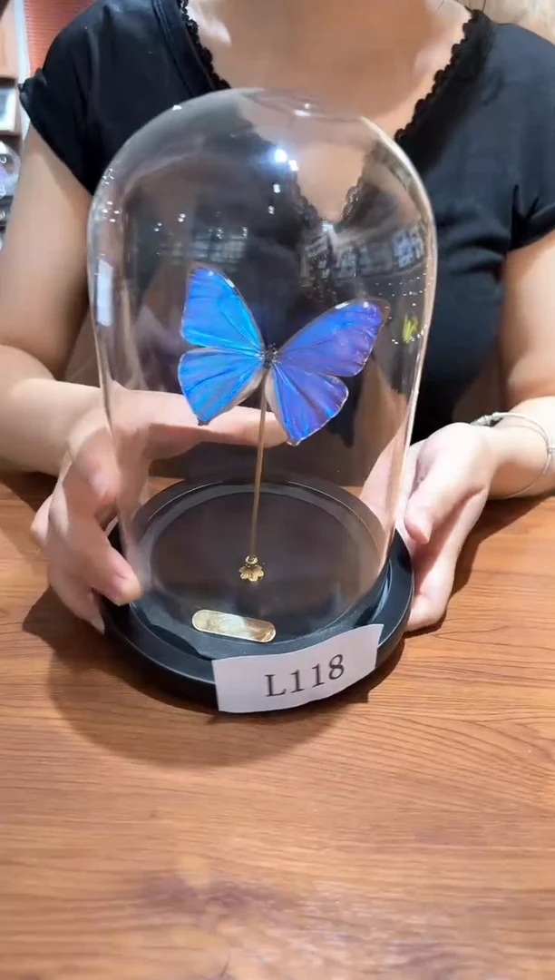 老*蝴蝶标本摆件l188