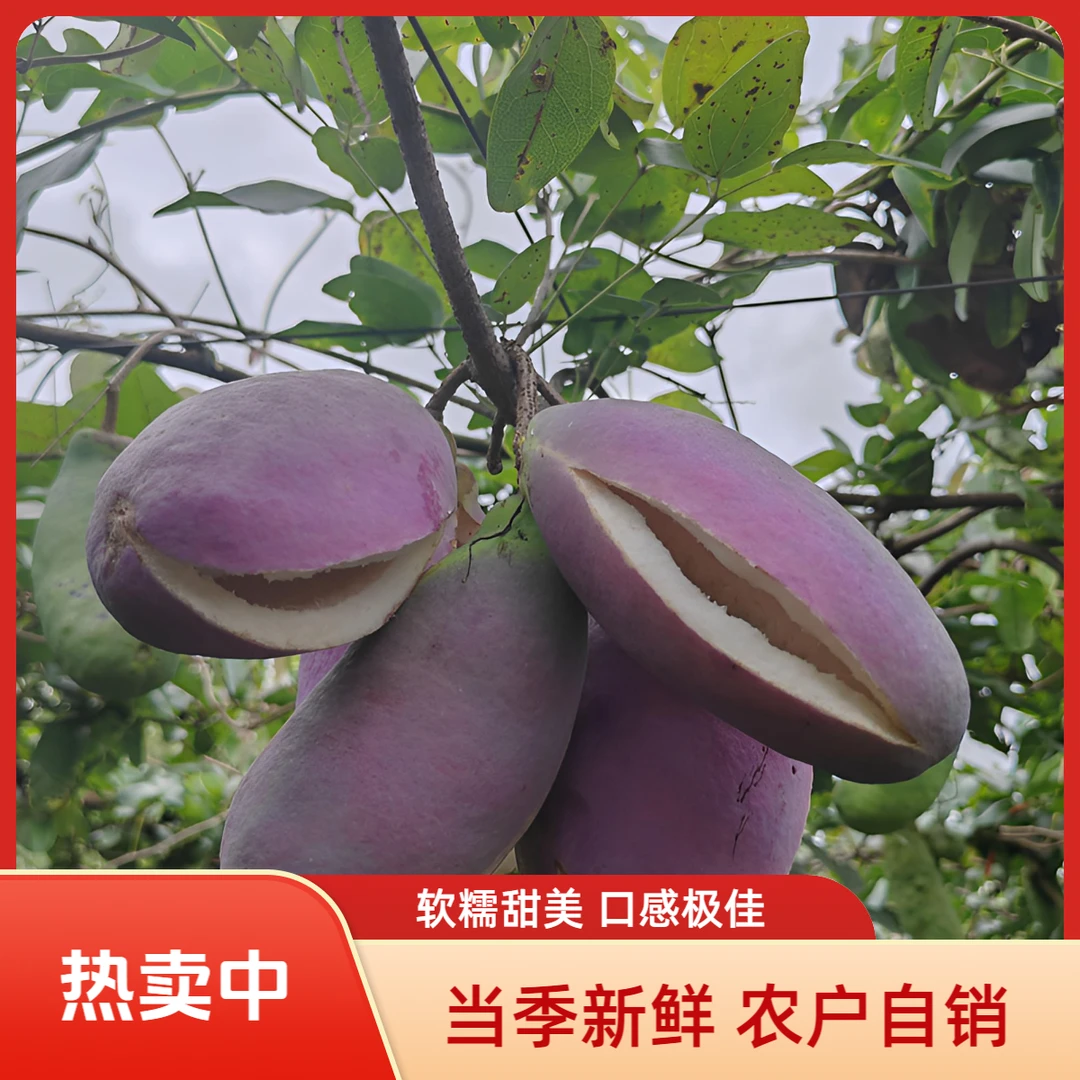 湘西当季水果八月瓜鲜果包邮当季新鲜水果