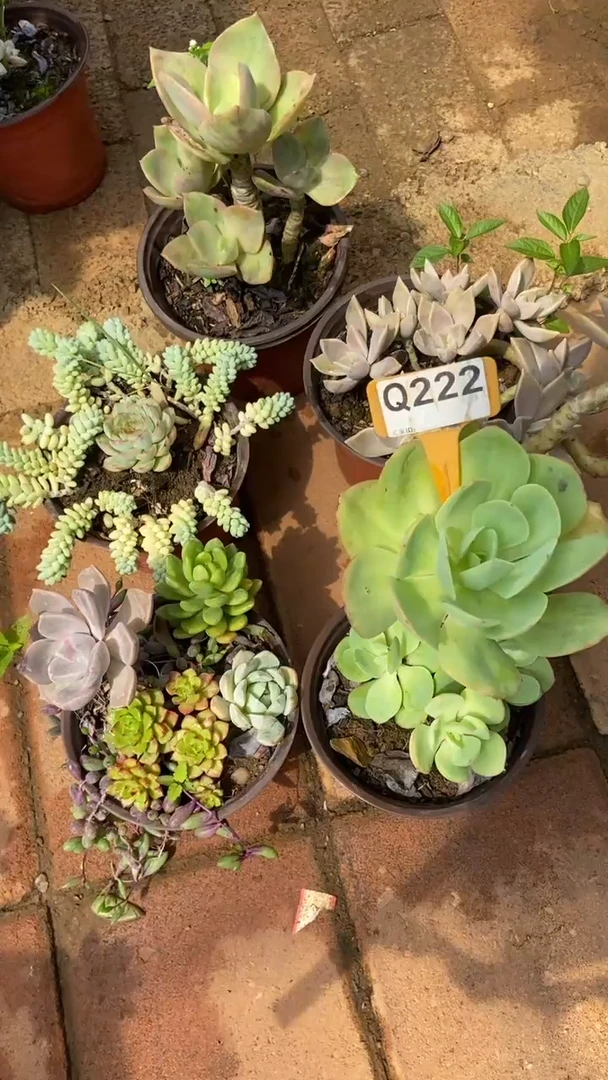 Q222多肉组合默认脱土发货
