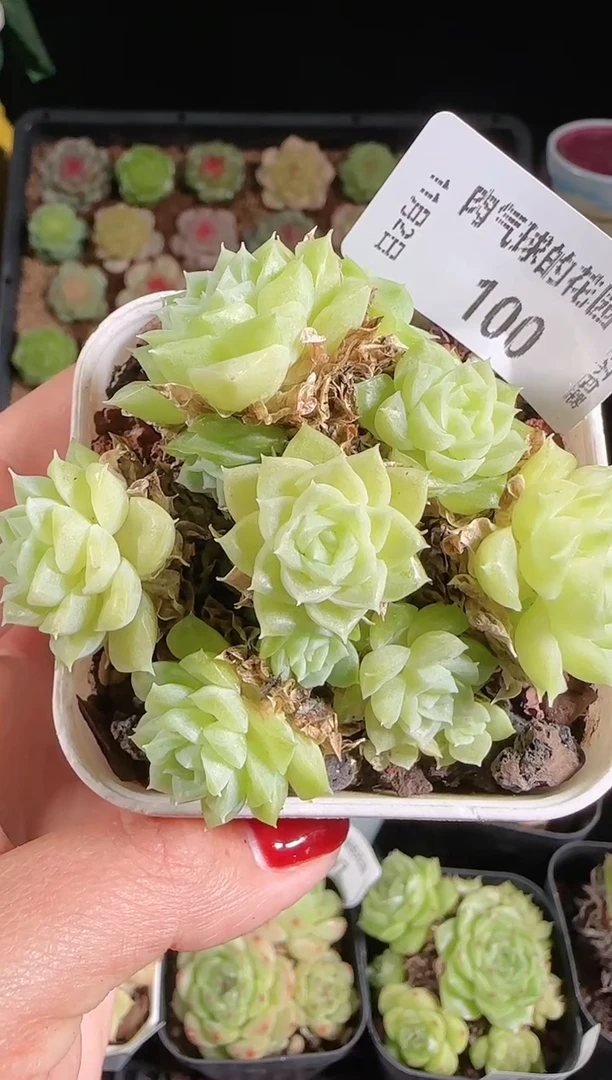 1102-100麦秆群不包整