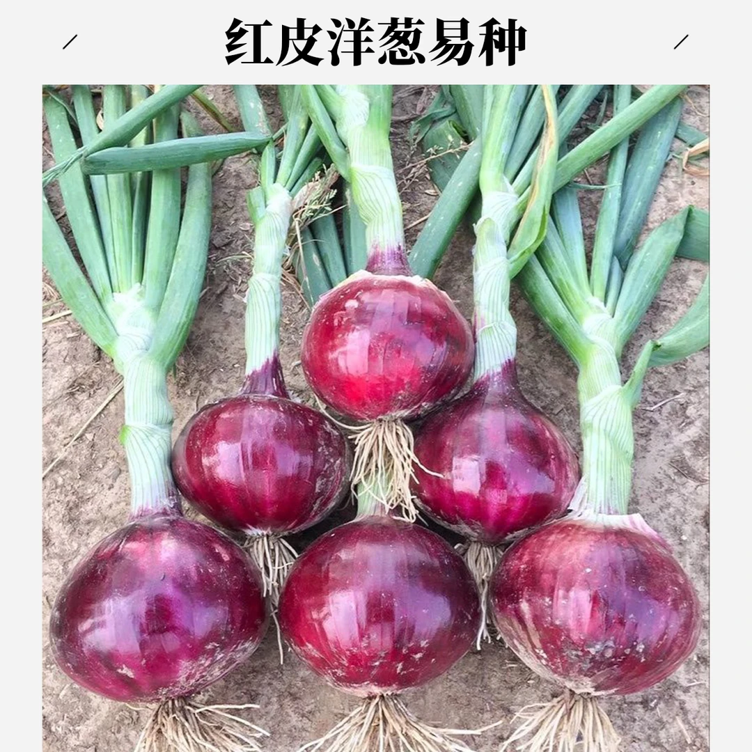 红皮洋葱种子春秋季种植蔬菜葱种种籽特大圆葱庭院盆栽地栽!
