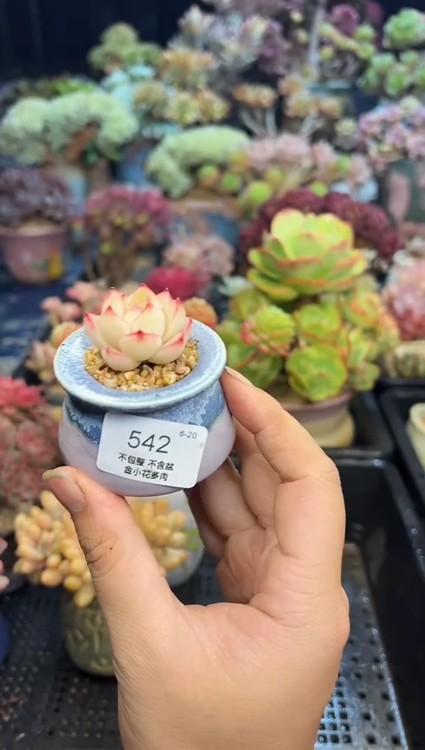 5****o542           不带盆