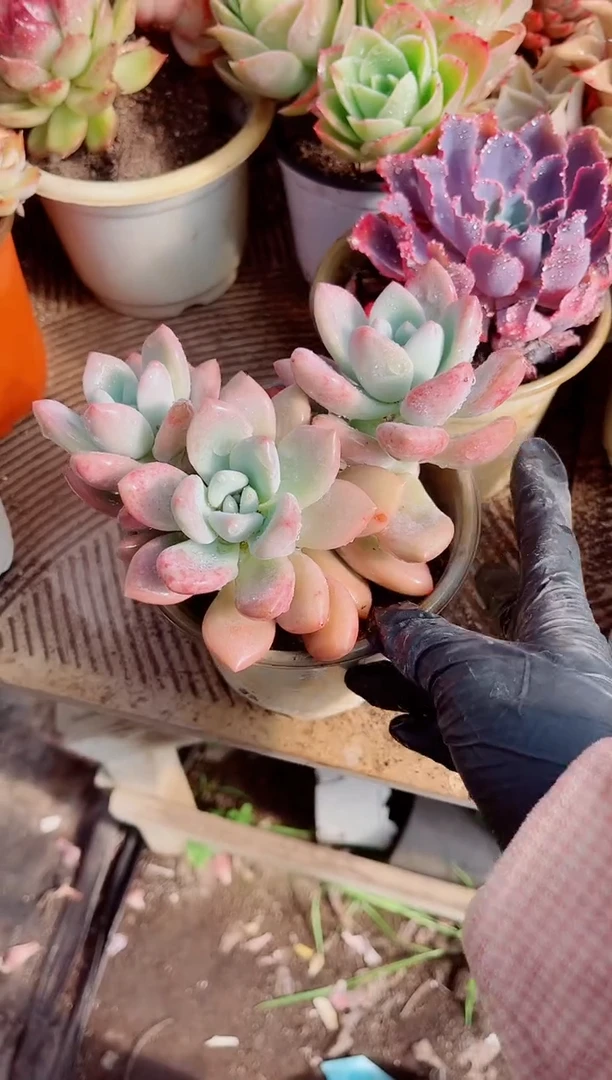 兰**l跃跃精品多肉01101