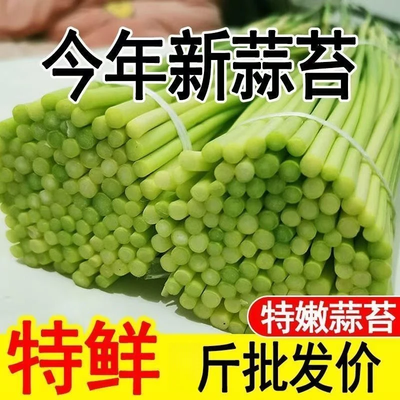 新鲜蒜苔农家种植红帽蒜薹蔬菜现摘鲜嫩营养蒜苔鲜蒜大蒜蒜苗