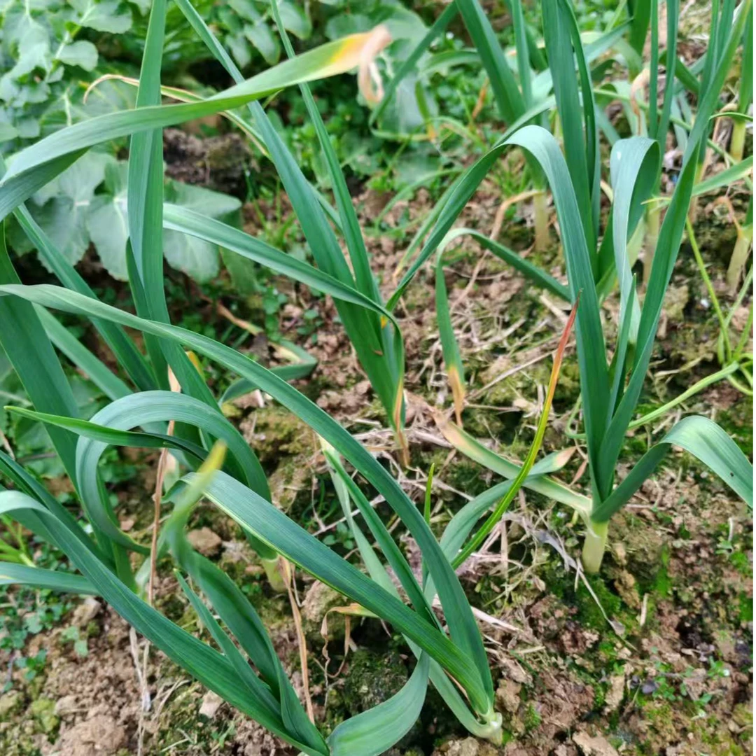 新鲜小蒜苗恩施农家自种现摘本地大蒜苗红根红皮白皮浓香大蒜