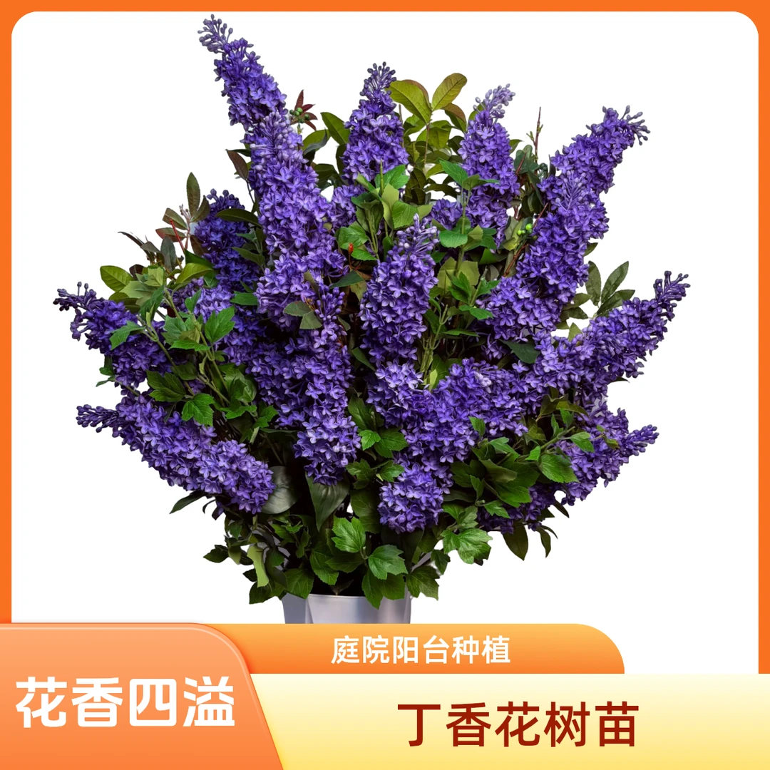 紫丁香花树苗多季开花浓香庭院南北方种植盆栽室外耐寒1花卉植物