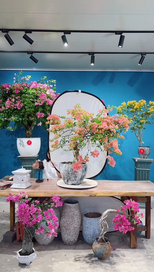全部花朵月光橙三角梅