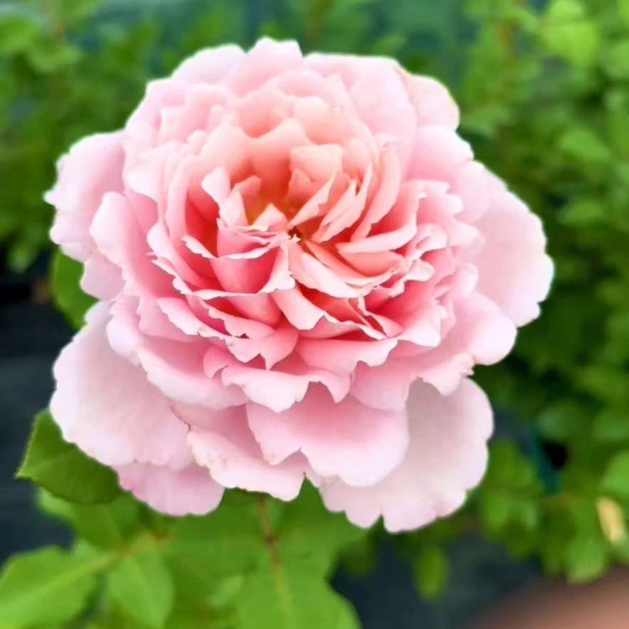 [索菲罗莎】独棵根接可爬藤可灌木大花浓香月季庭院阳台花卉