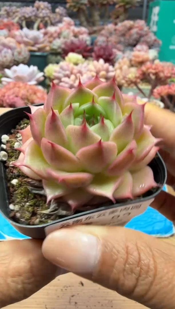 东云多肉园二店-83