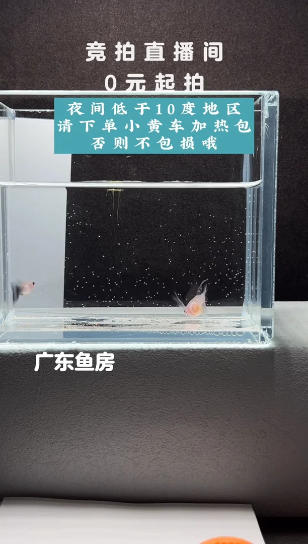 孔雀鱼超透玻璃猫C一对编号04