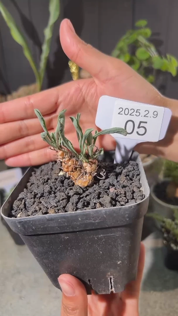 【闪购商品】苏铁龙鳞厚敦菊2.9.5