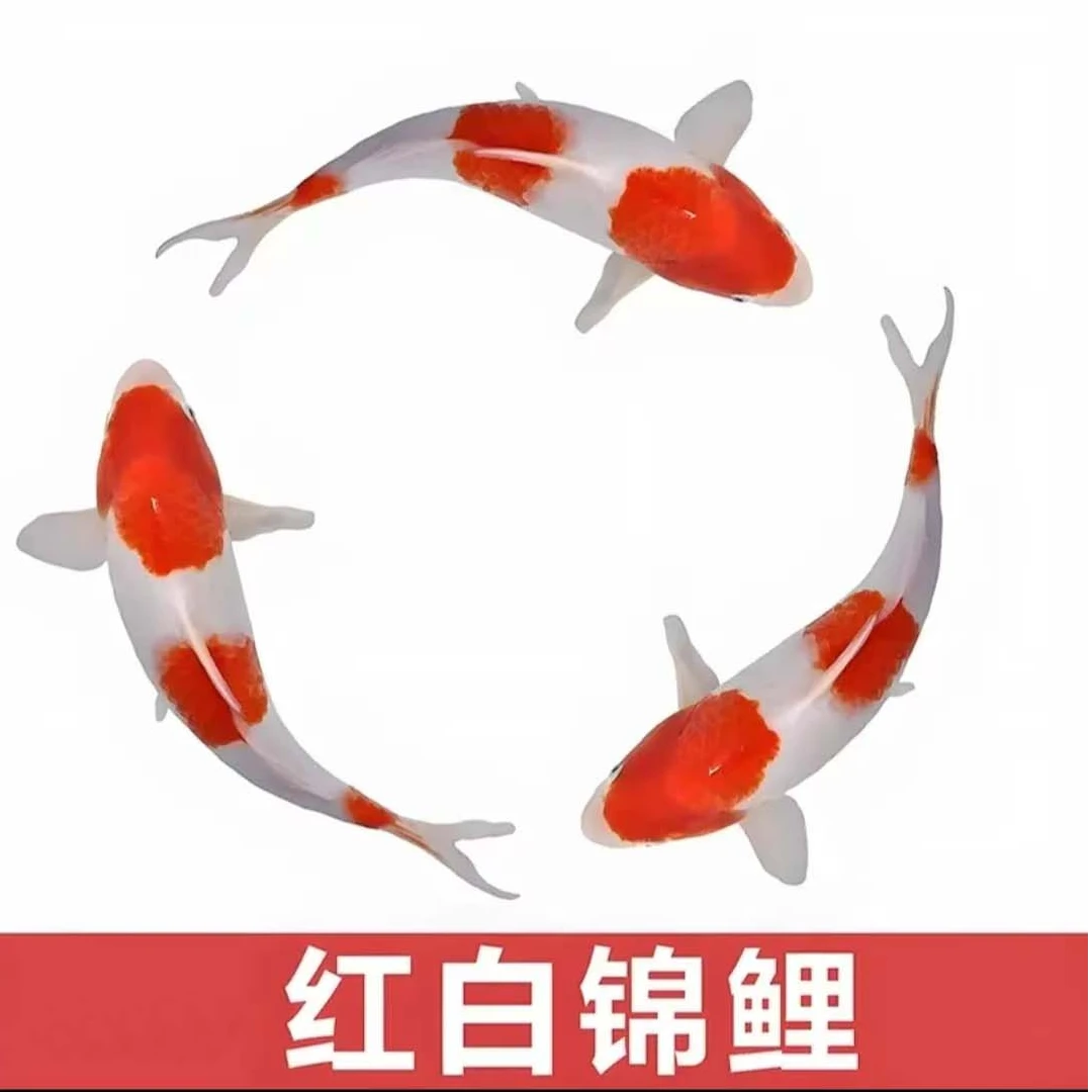 红白色锦鲤观赏鱼冷水淡水鱼好养耐活招财