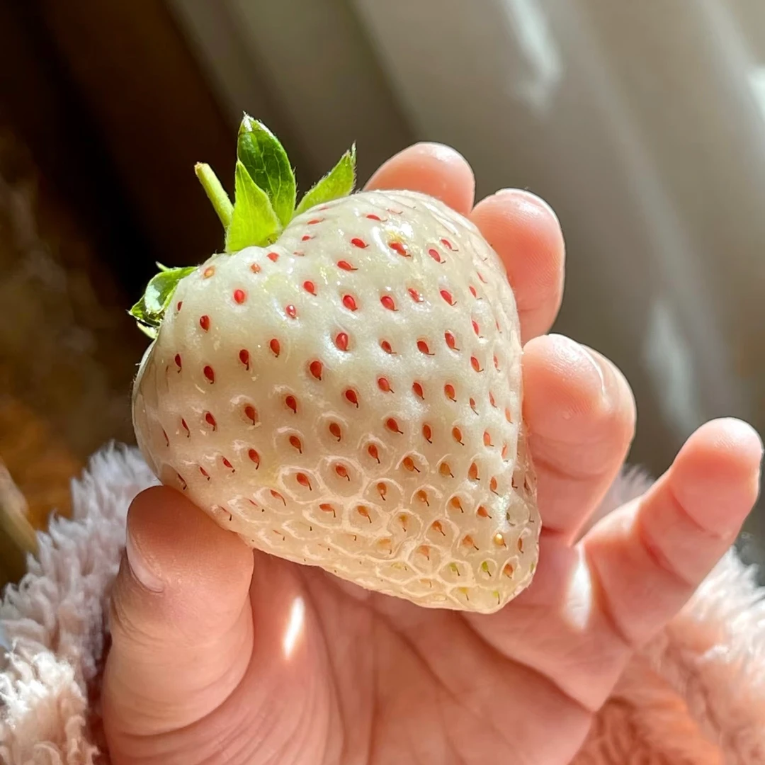 【东胜同城送】必尝稀有天使草莓（纯白色草莓）