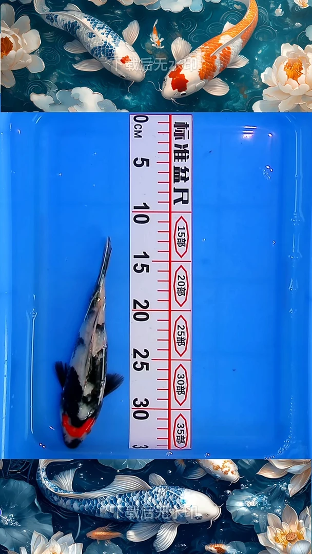 海水鱼锦鲤观赏鱼冷水淡水1