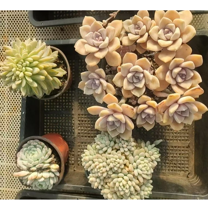 7号 （紫乐 洛可可 淡雪缀化  雪爪  脱土发货  会断叶掉枝）