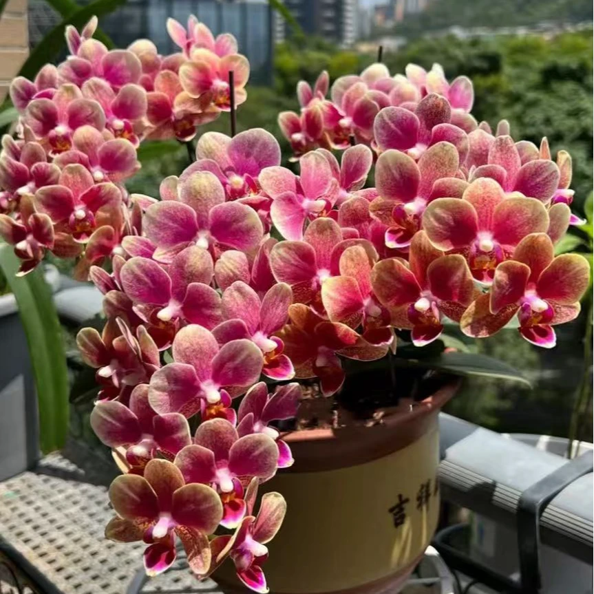 高货2个花剑 见渐变色 【金蝶】带细闪好养护