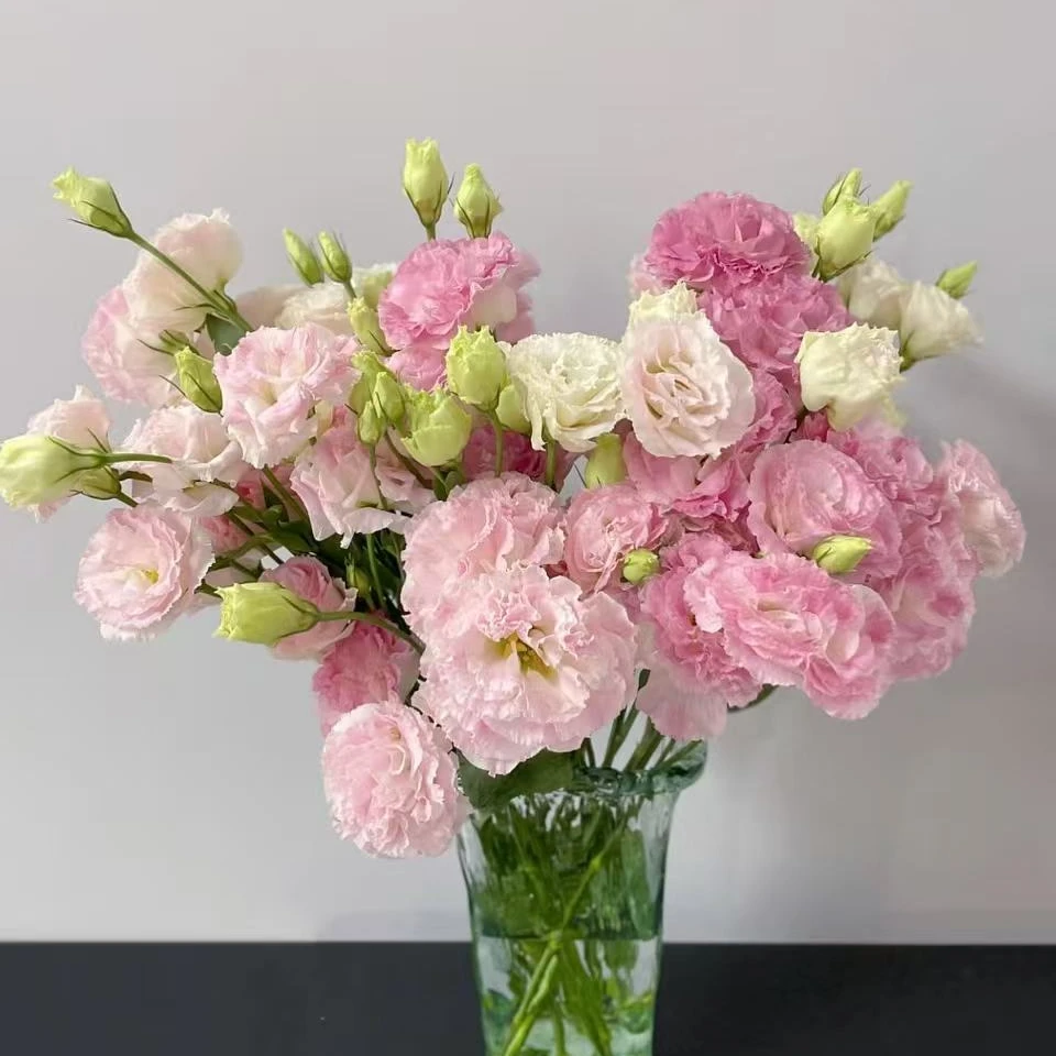 阳光粉洋桔梗【两单以上升级顺丰】云南鲜花  家庭插花