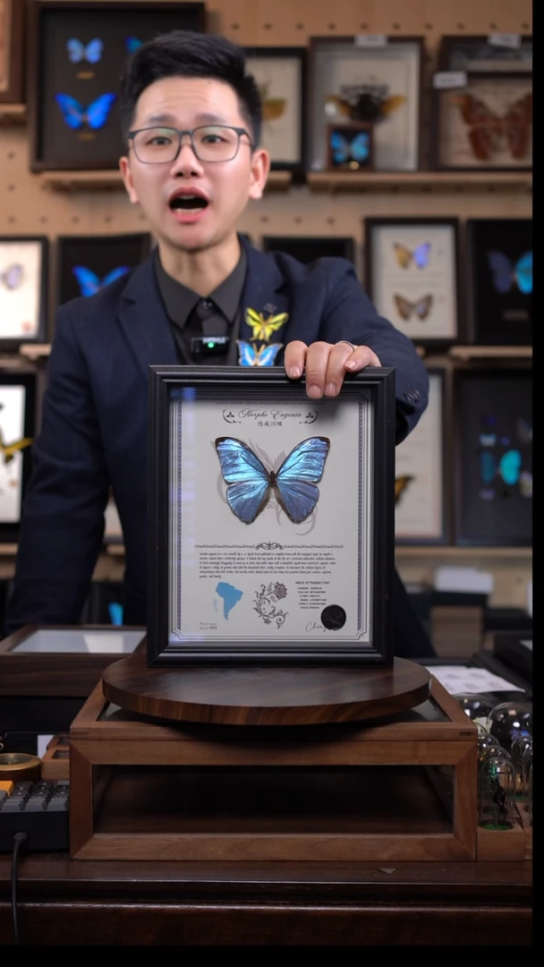蝴蝶标本摆件竞拍悠哉闪蝶d224