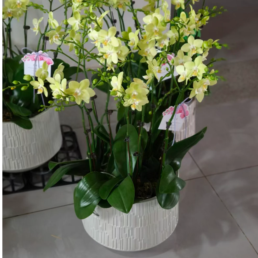 蝴蝶兰（薄荷糖）6株12个花剑带花苞盆装室内花卉