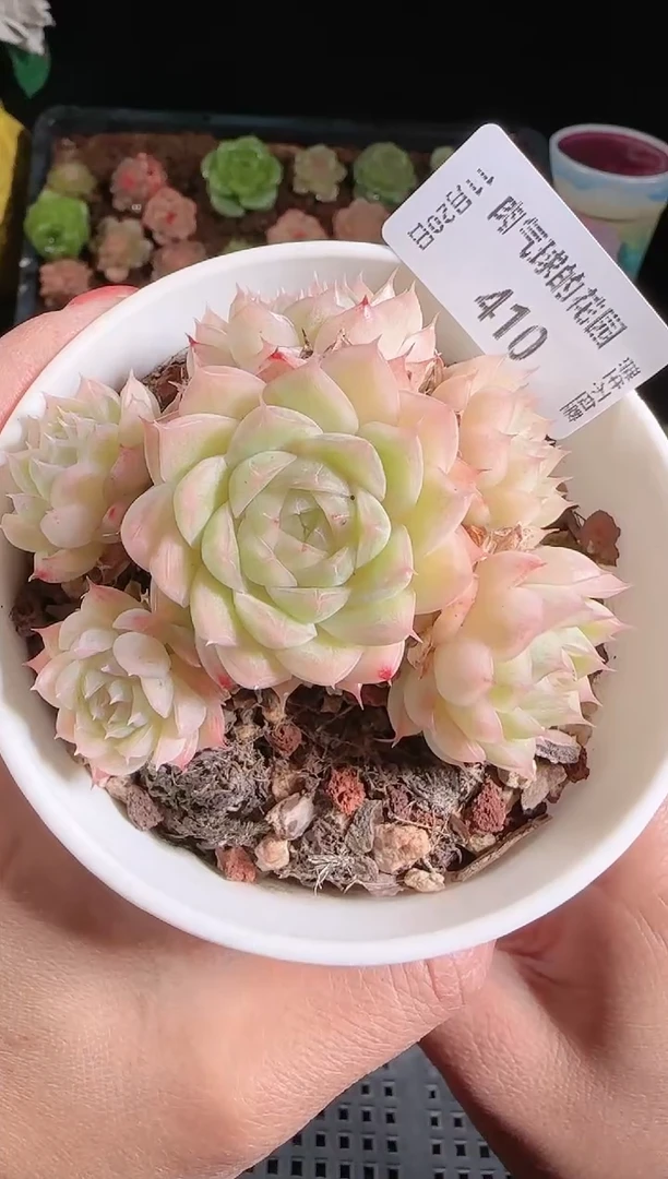 1120-410群生不包整