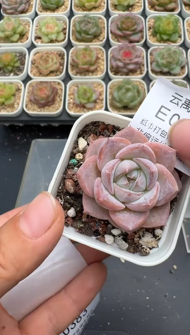 382E云禹多肉植物 带盆土纸巾打包 3颗包邮