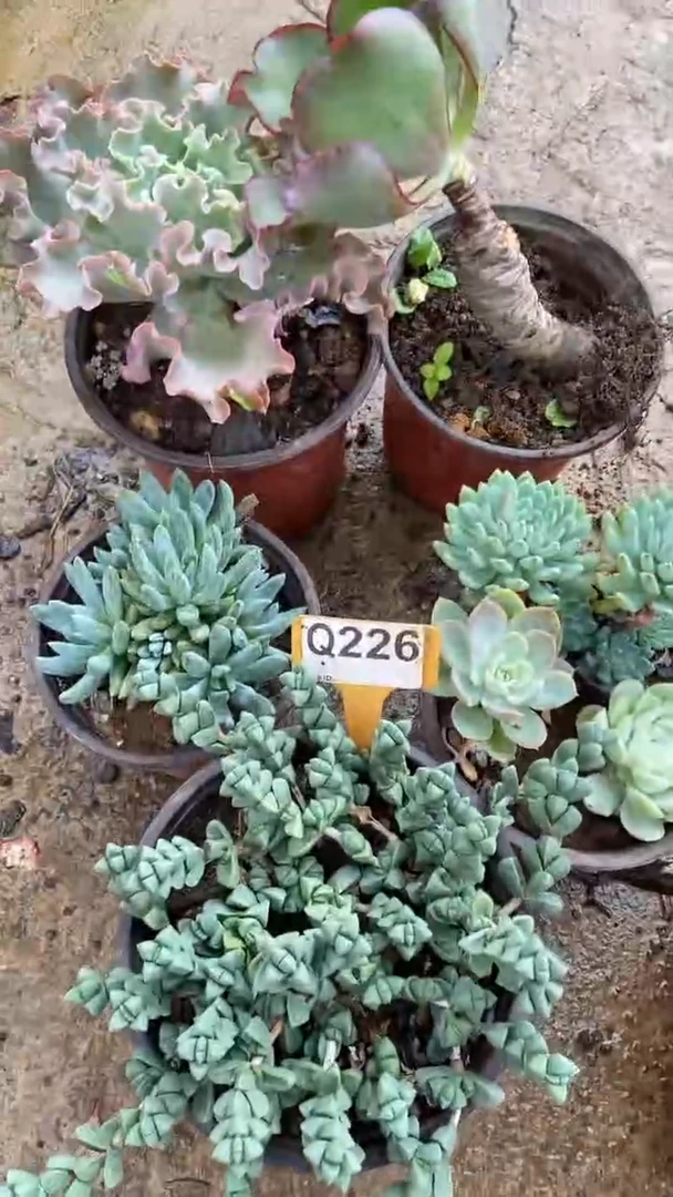 Q226多肉组合默认脱土发货