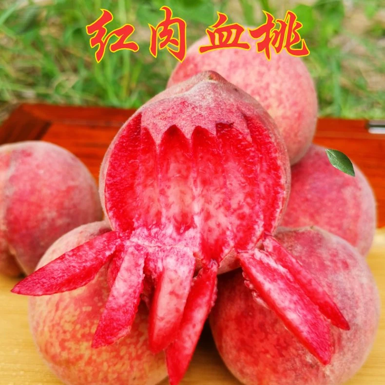 红心血桃桃脆甜毛桃新鲜应季现摘水果应季大毛桃子一整箱
