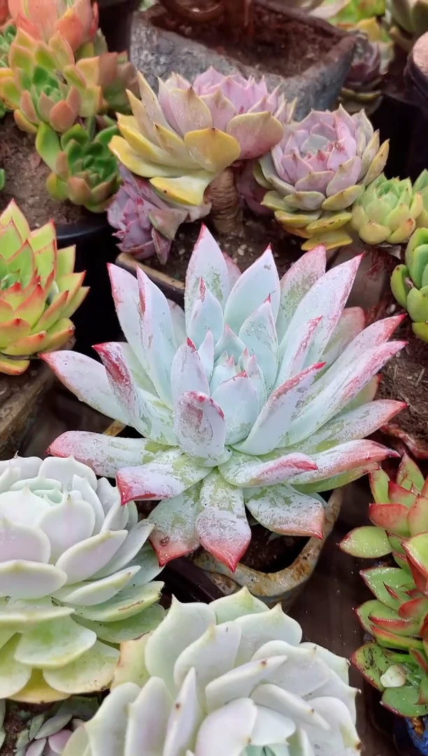 任*15047多肉植物一物一拍