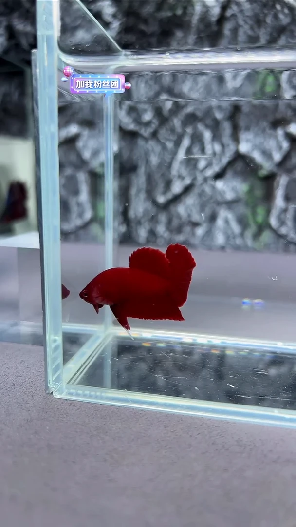 斗鱼竞拍链接A001