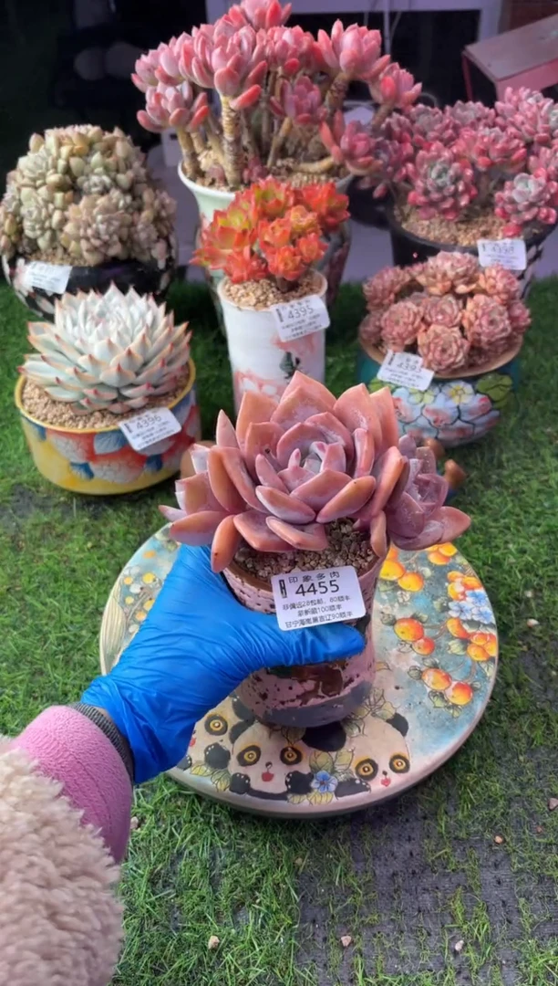 昆明印象多肉4455