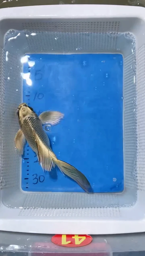 锦鲤锦鲤蝴蝶鲤鱼拍开箱视频包售后尾巴微瑕