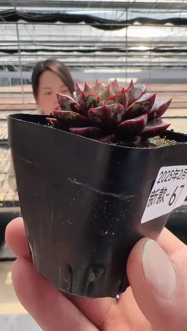 【闪购商品】新款多肉-67