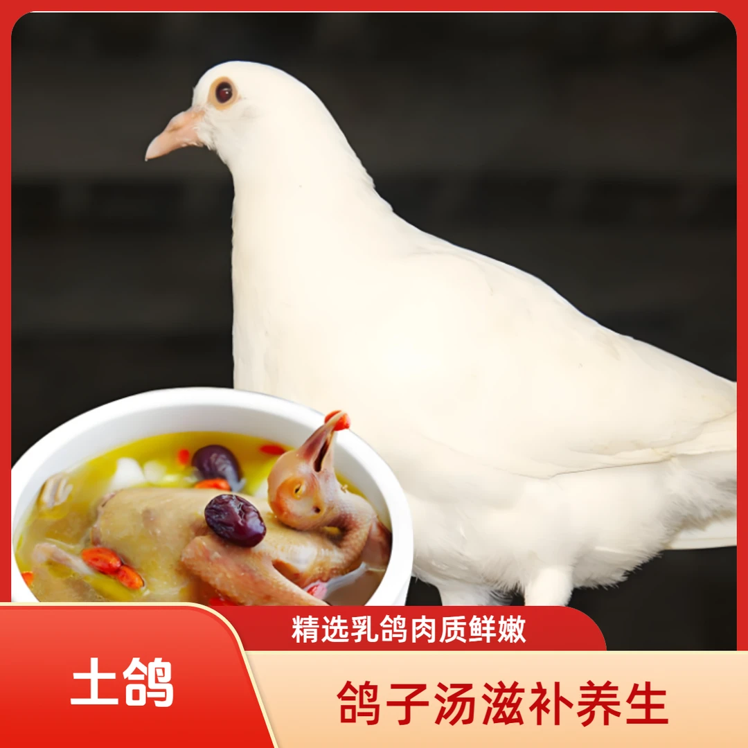 四川生态养殖土鸽子 农家散养 肉质鲜嫩 营养美味