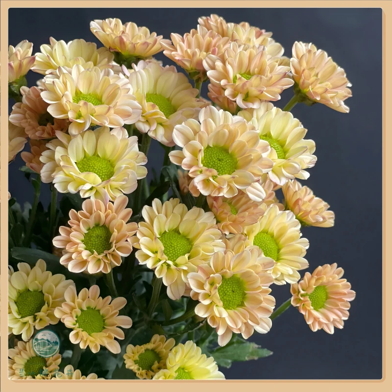 【兰小胖】A级精选小菊-香槟罗西10枝装 超长花期养护简易 顺丰包邮