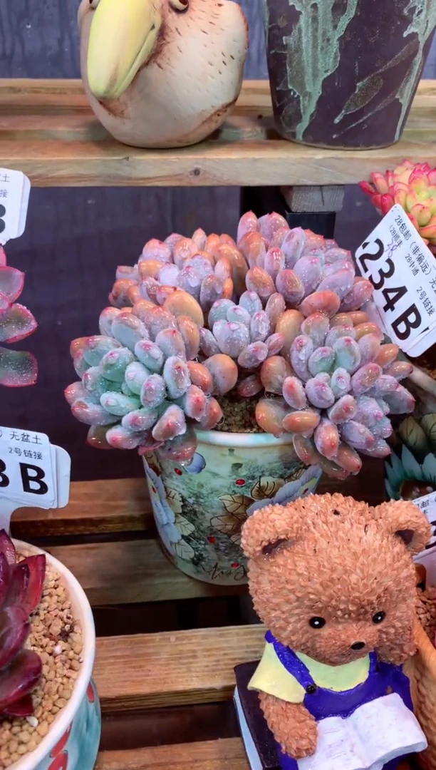 234B（一物一拍，精品多肉，w所见即所得 ）