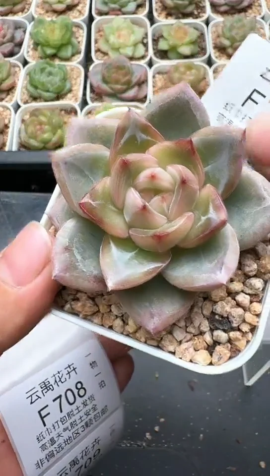707F云禹多肉植物 默认脱土纸巾打包 3颗包邮