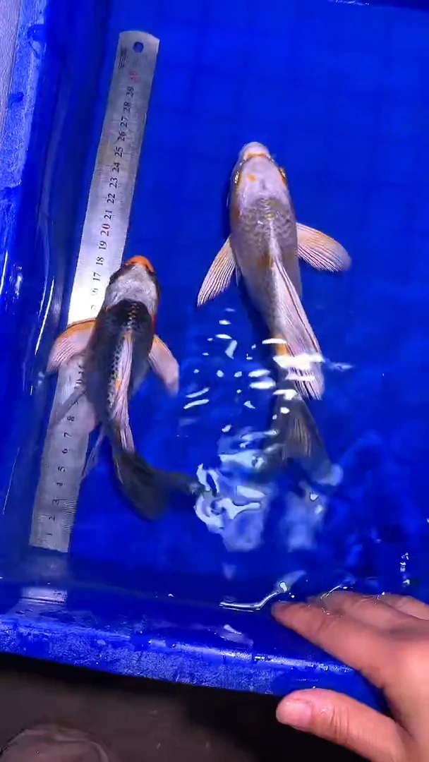 蝴蝶鲤鱼一****️蝴蝶鲤直播选鱼专用链接 凭开箱视频售后