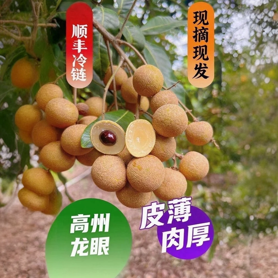 【顺丰包邮】高州储良龙眼现摘现发应季水果原产地肉厚香甜