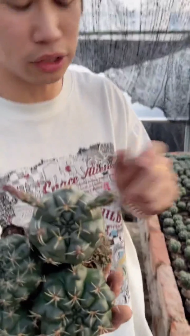 4颗 实生根 菲花玉 3-5cm