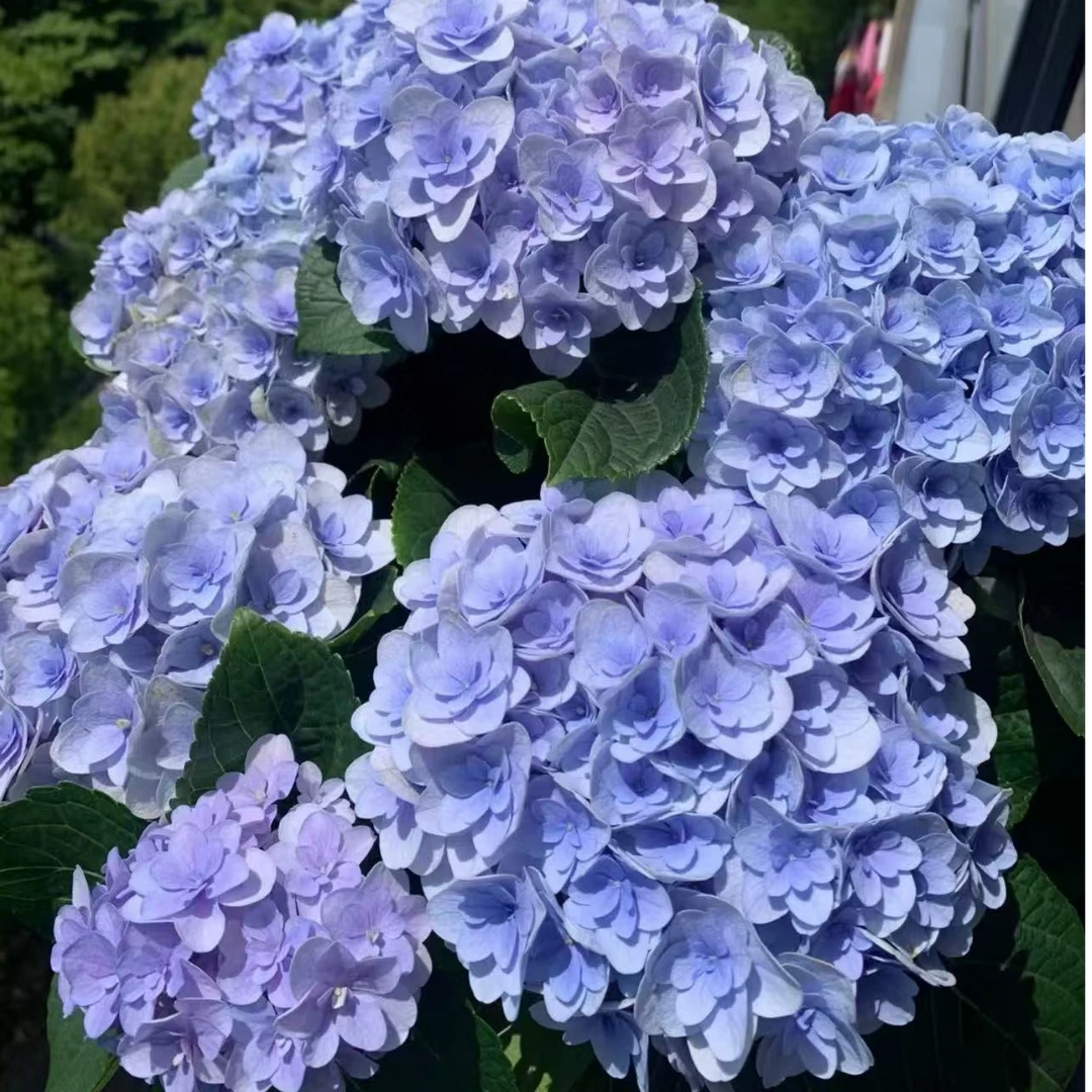 佛罗伦蒂娜绣球花苗盆栽老桩室内阳台庭院植物四季开花卉粉蓝耐寒