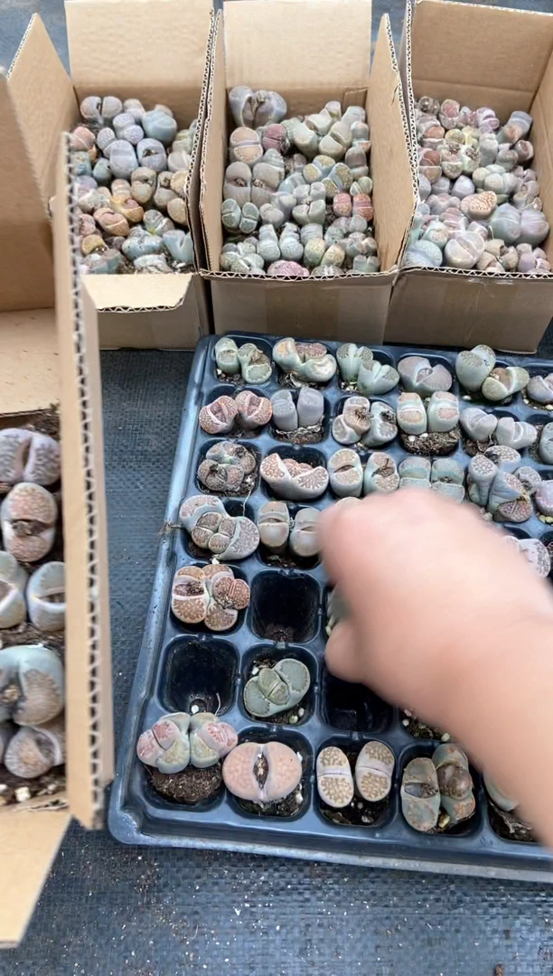 【闪购商品】特价彩色混合母本有瑕疵发货1箱量拍