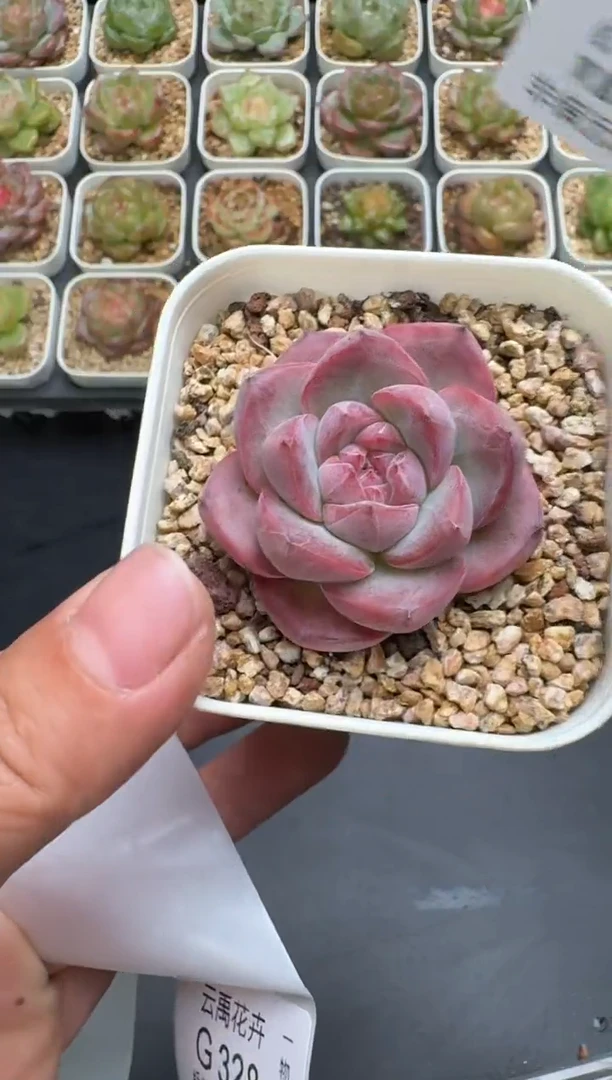 327G云禹多肉植物 脱土纸巾打包 3颗包邮