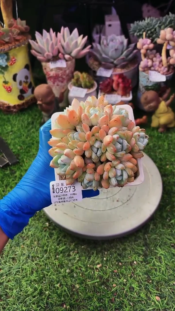 昆明印象多肉09273