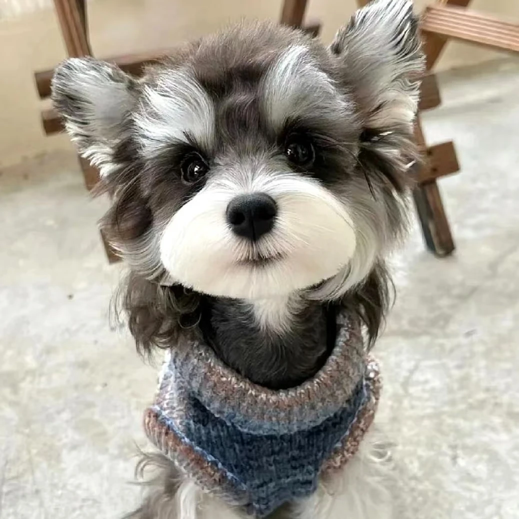 椒盐色雪纳瑞幼犬活体