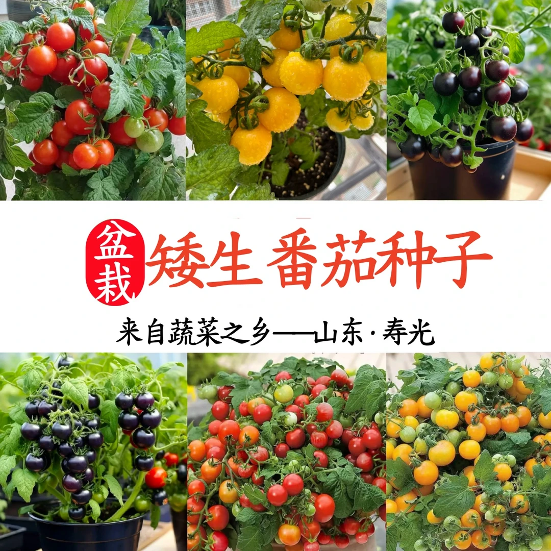 红黄矮生小番茄种子四季阳台盆栽小番茄种子蔬菜简单樱桃春季