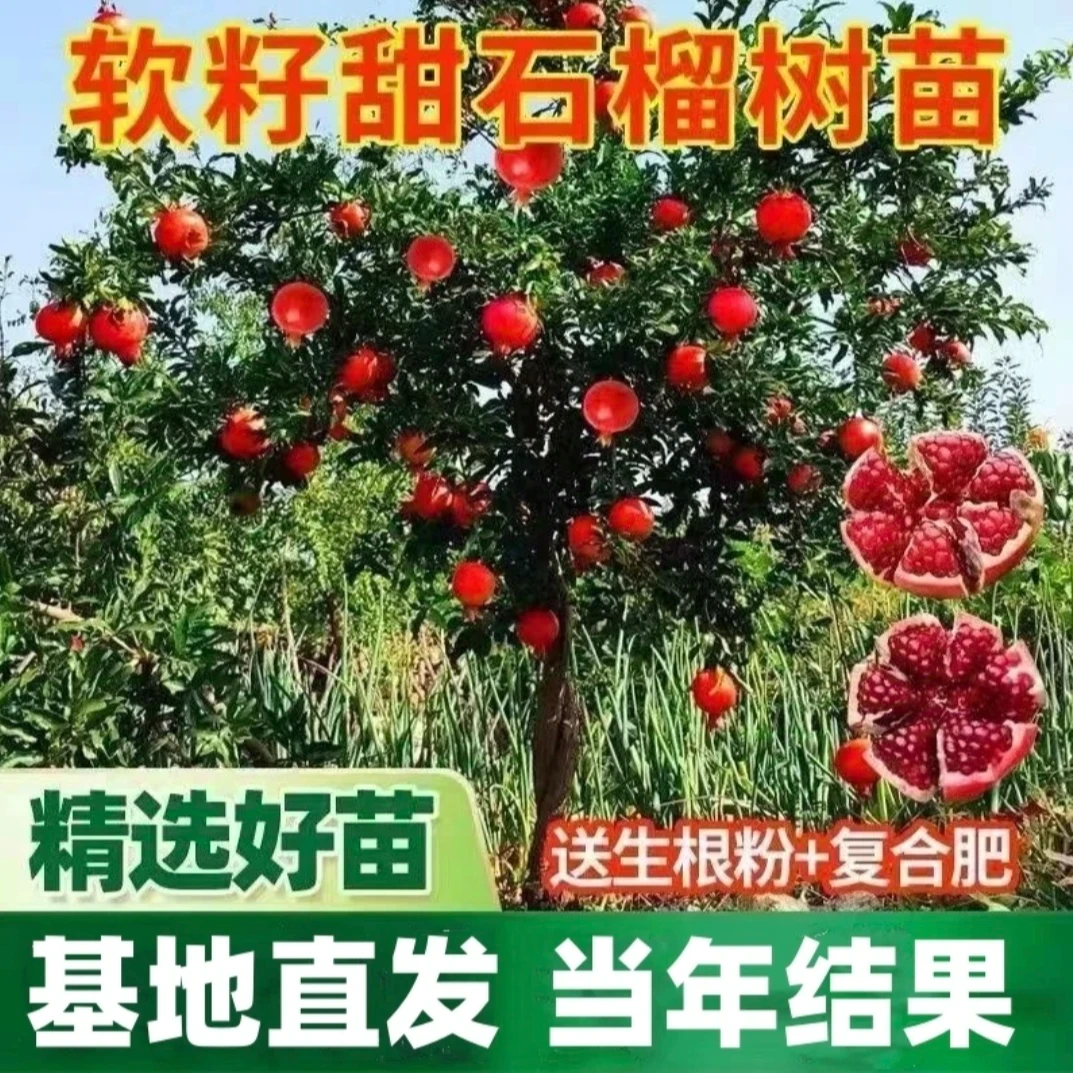 突尼斯软籽石榴树蒙阳红大石榴树 基地直发耐寒盆栽地栽死苗包赔