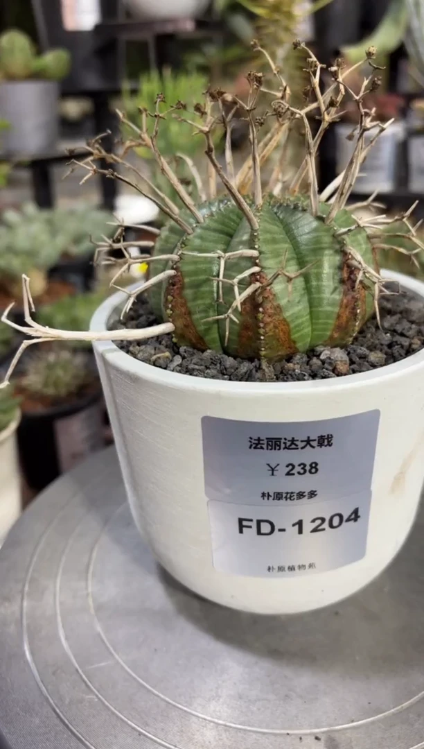 法丽达大戟FD-1204